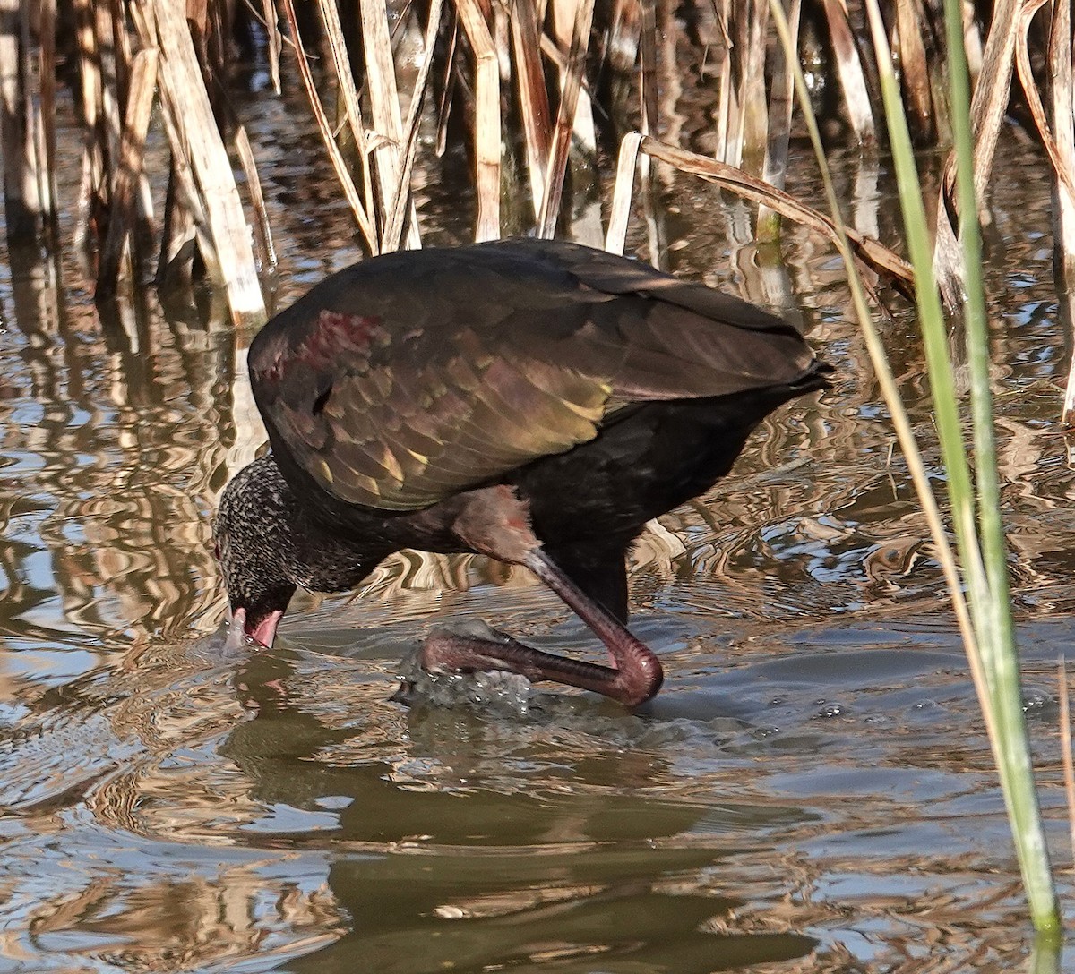 Beltzaran musuzuria - ML645282858