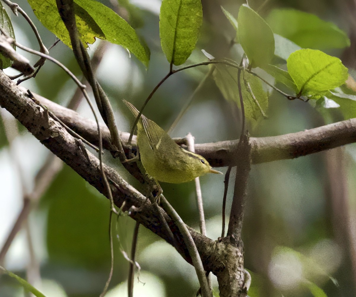 karstsanger - ML645282864