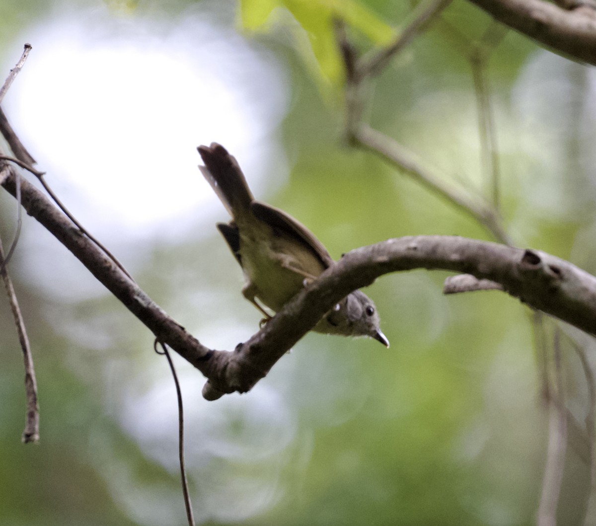 David's Fulvetta - ML645282867