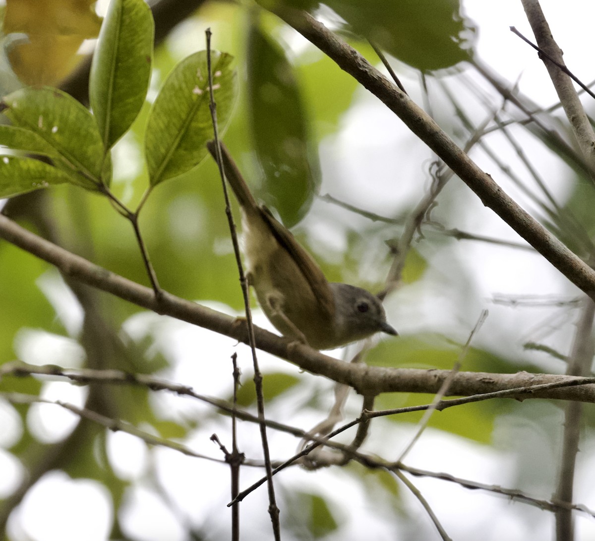 David's Fulvetta - ML645282869