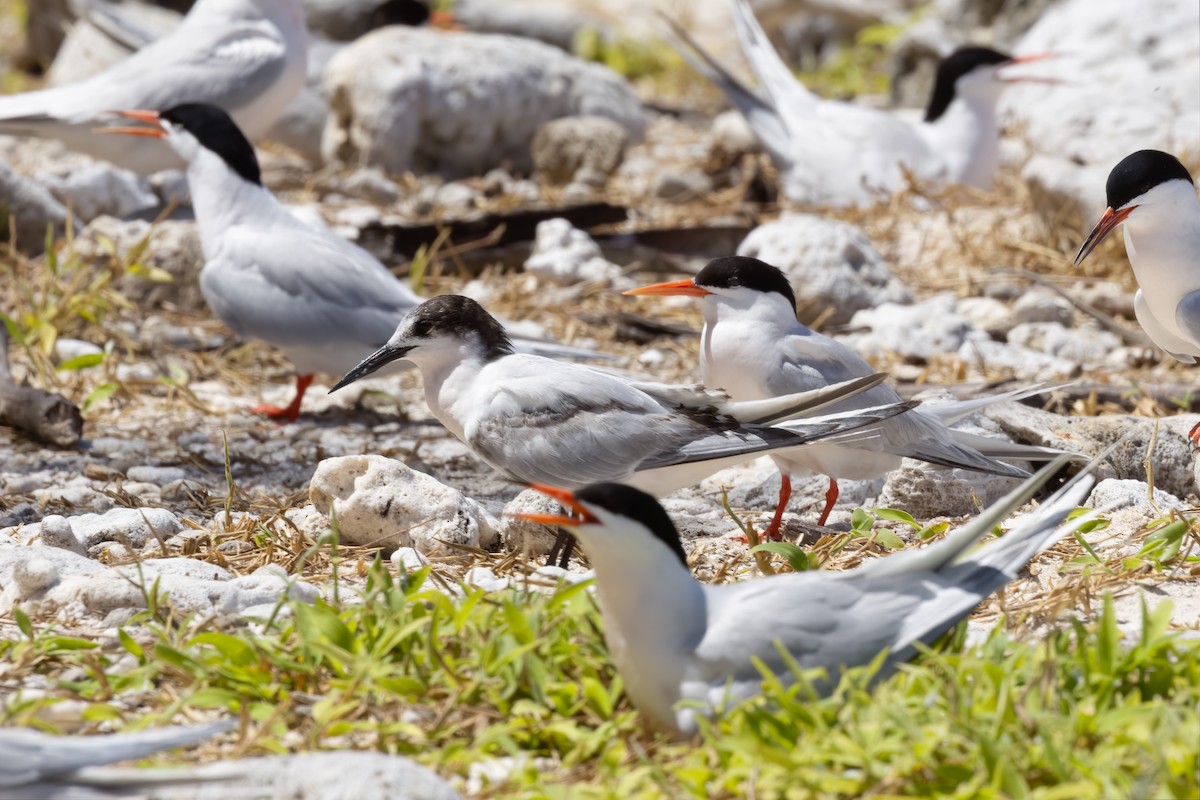 Roseate Tern - ML645282876