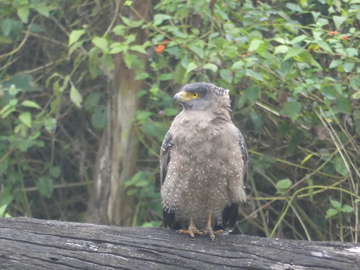 Culebrera Chiíla - ML645282889