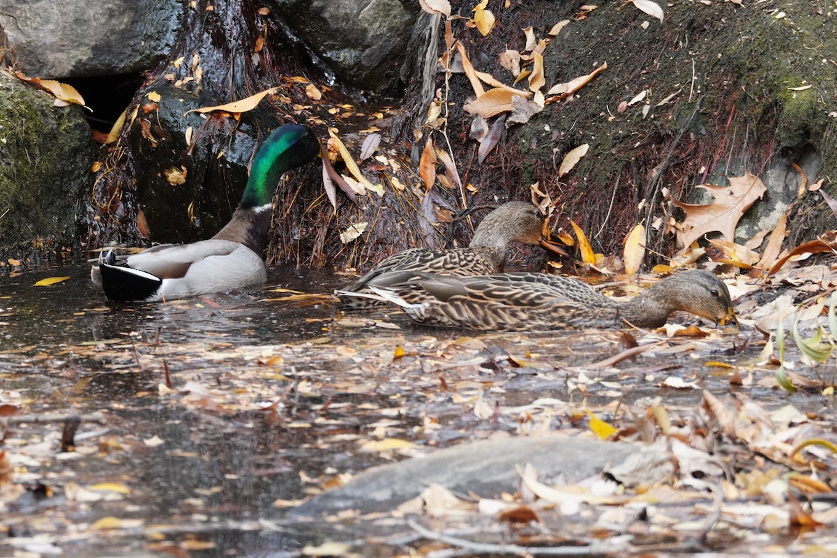 Кряква - ML645282891