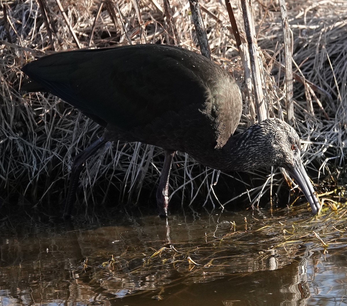 Beltzaran musuzuria - ML645282898