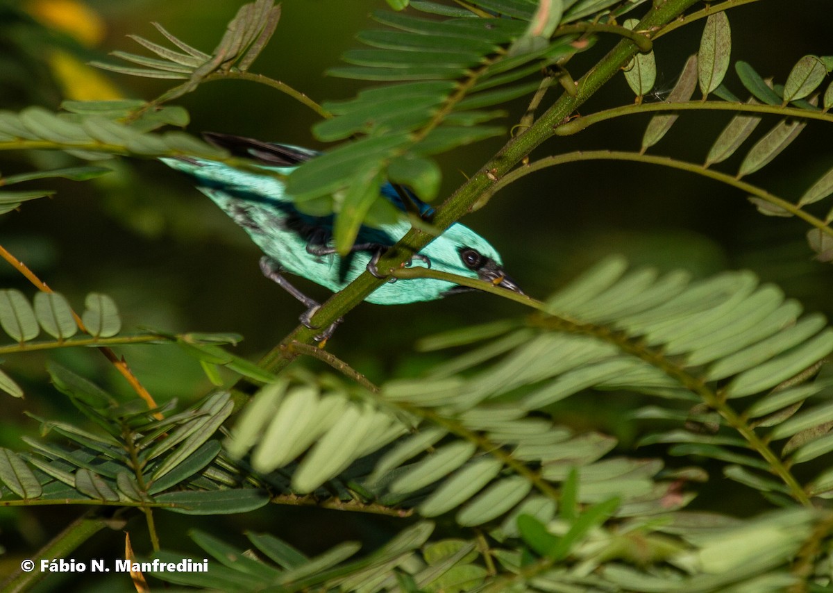 Black-legged Dacnis - ML645282902