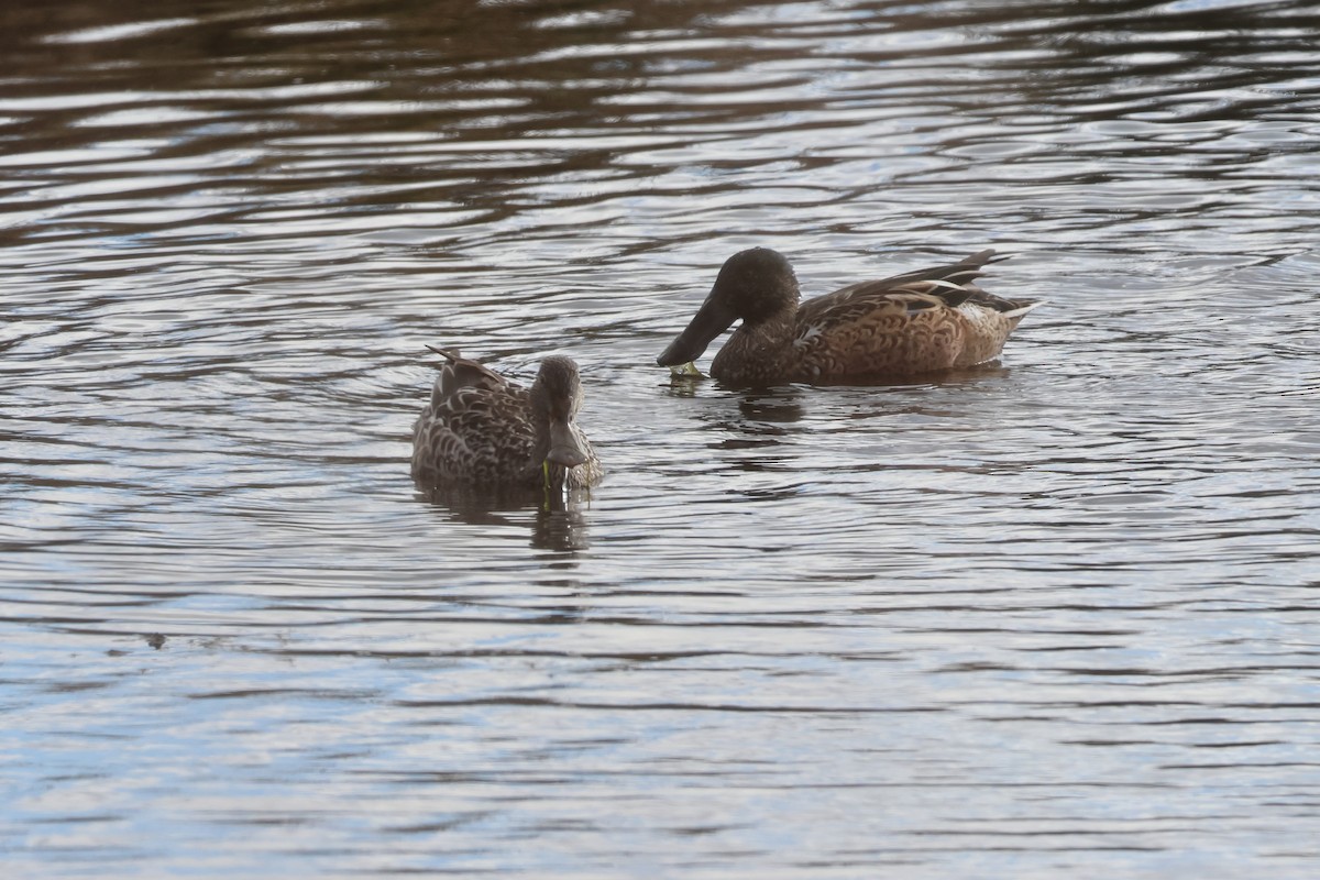 lžičák pestrý - ML645282912