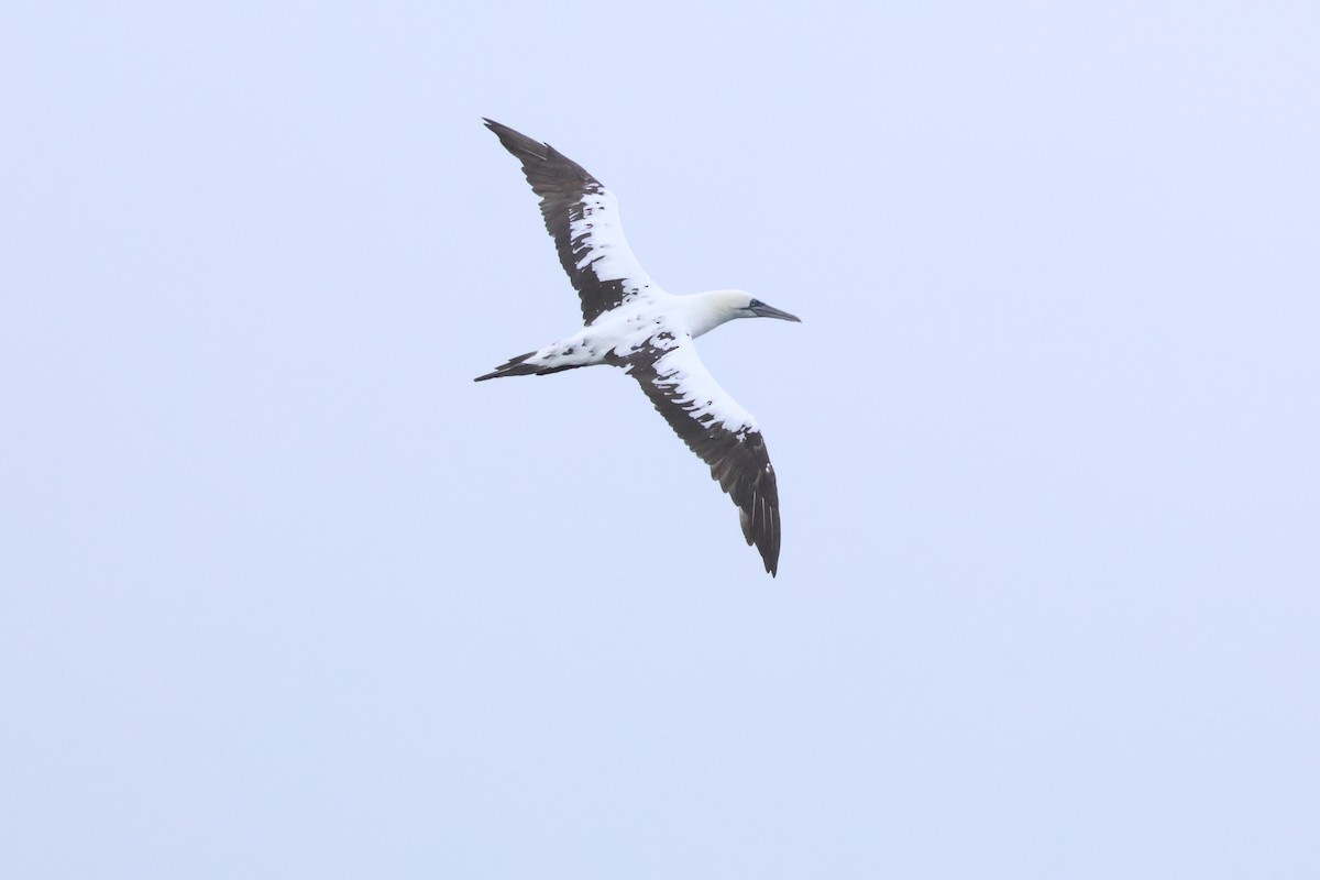 Alcatraz Atlántico - ML645282923