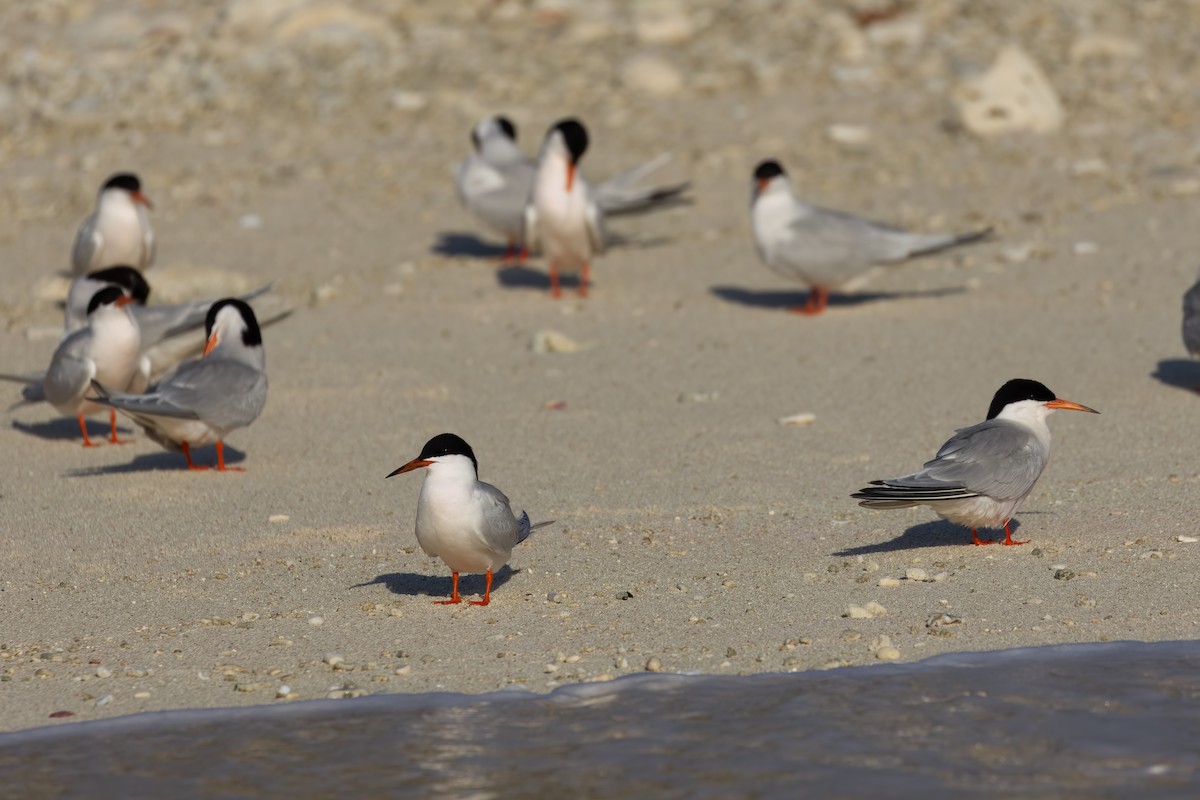 Roseate Tern - ML645282929