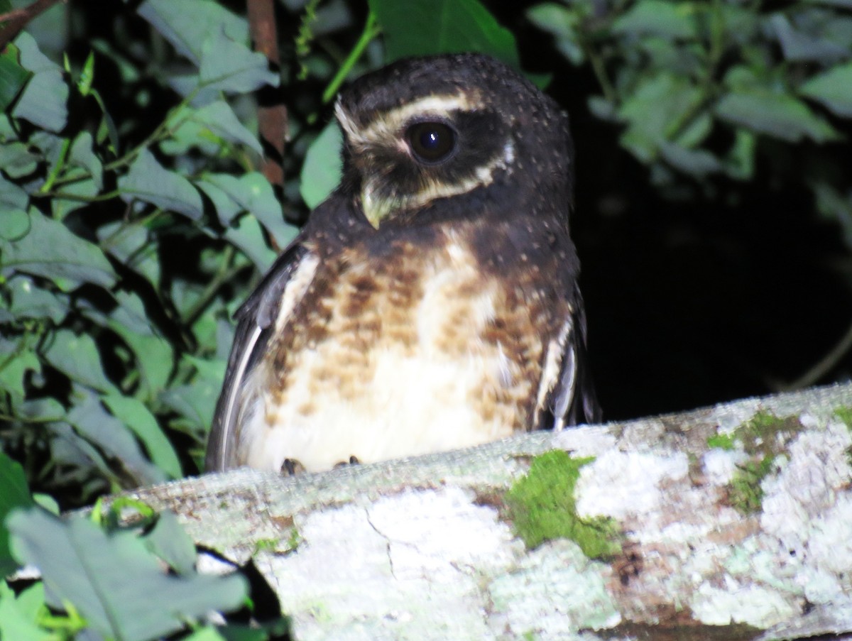 Speckled Boobook - ML645282930