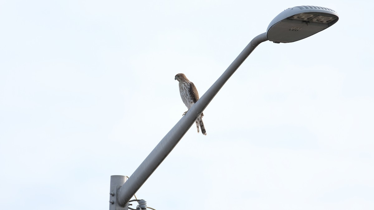 Cooper's Hawk - ML645282931