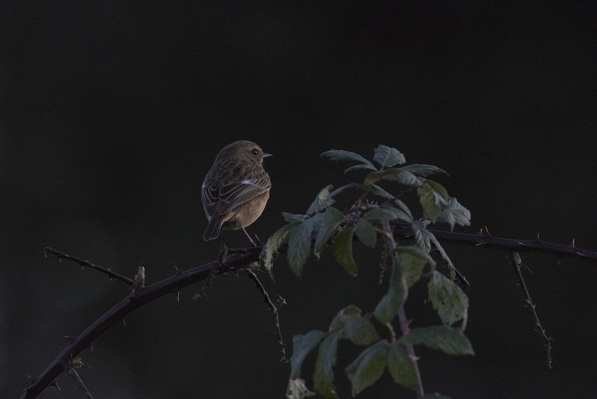European Stonechat - ML645282932