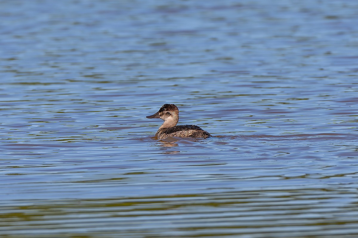 Ruddy Duck - ML645282937