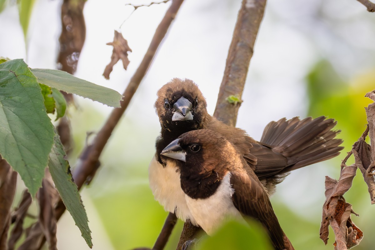 Яванская муния - ML645282943