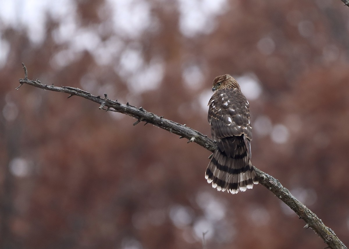 Cooper's Hawk - ML645282945