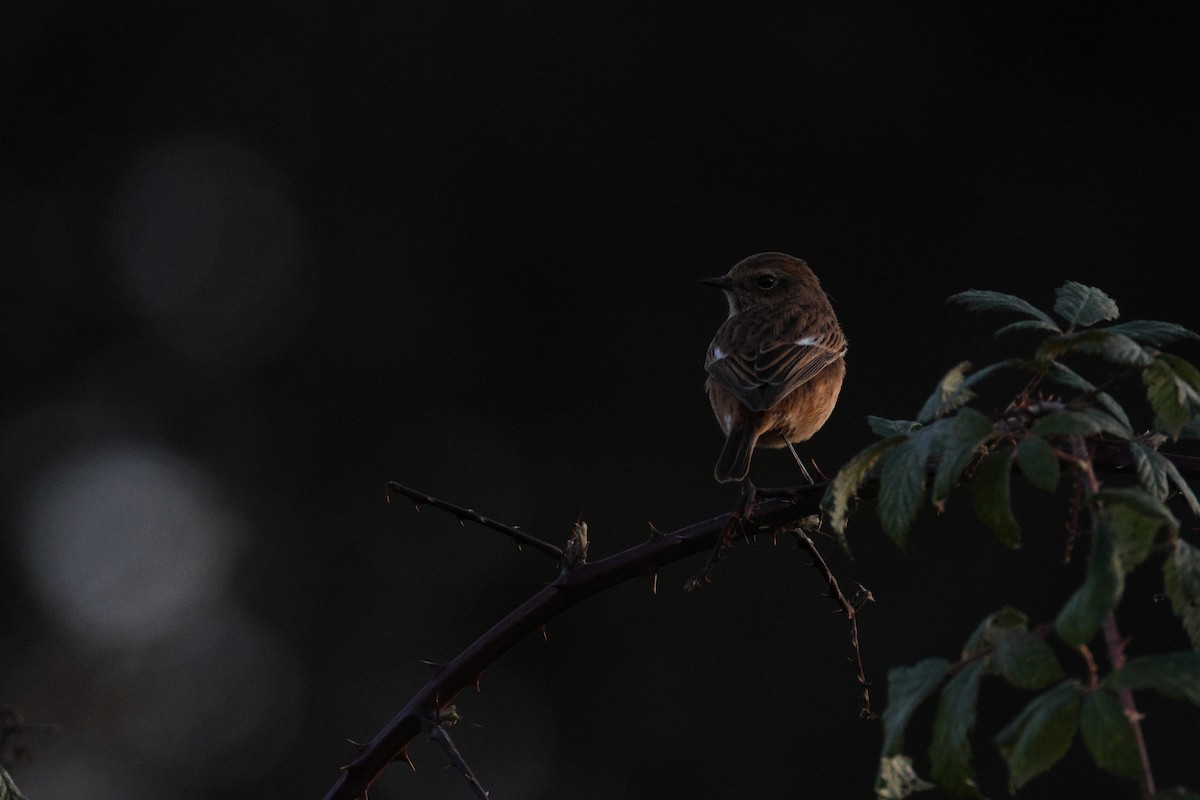 European Stonechat - ML645282947