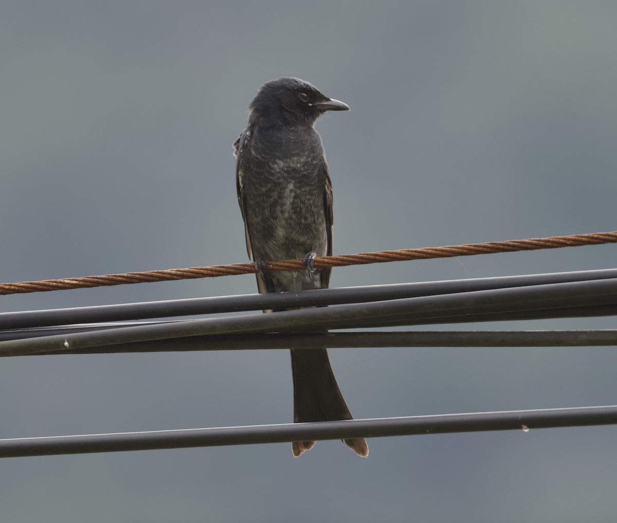 Black Drongo - ML645282953