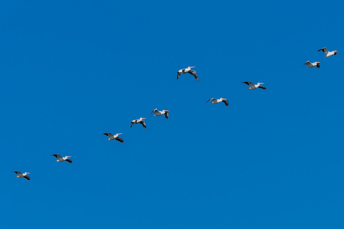 American White Pelican - ML645282957