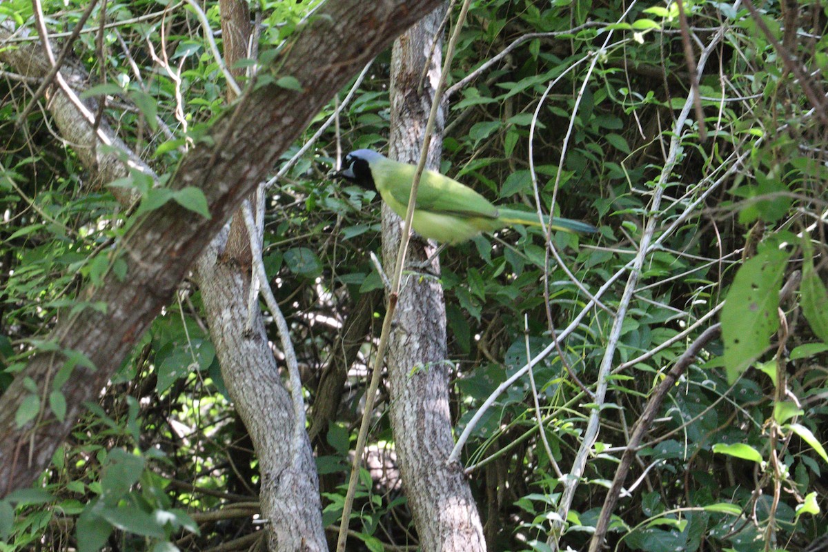 Yeşil Karga - ML645282959