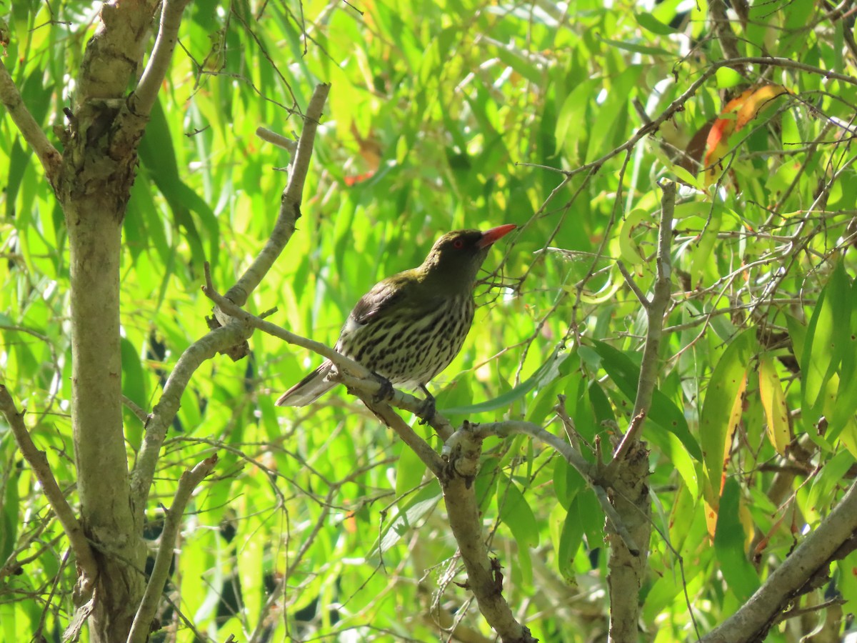 シロハラコウライウグイス - ML645282961