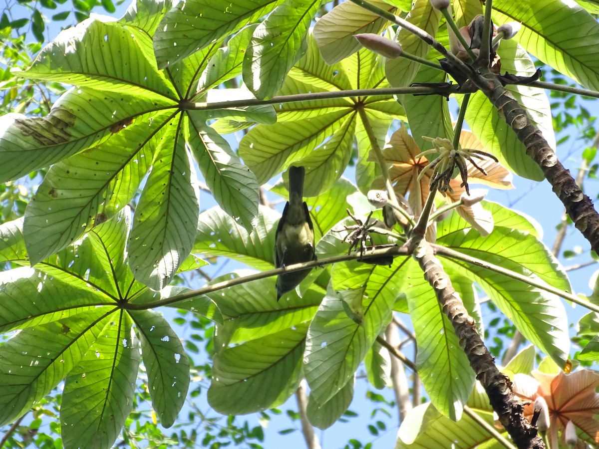 ヤシフウキンチョウ - ML645282962