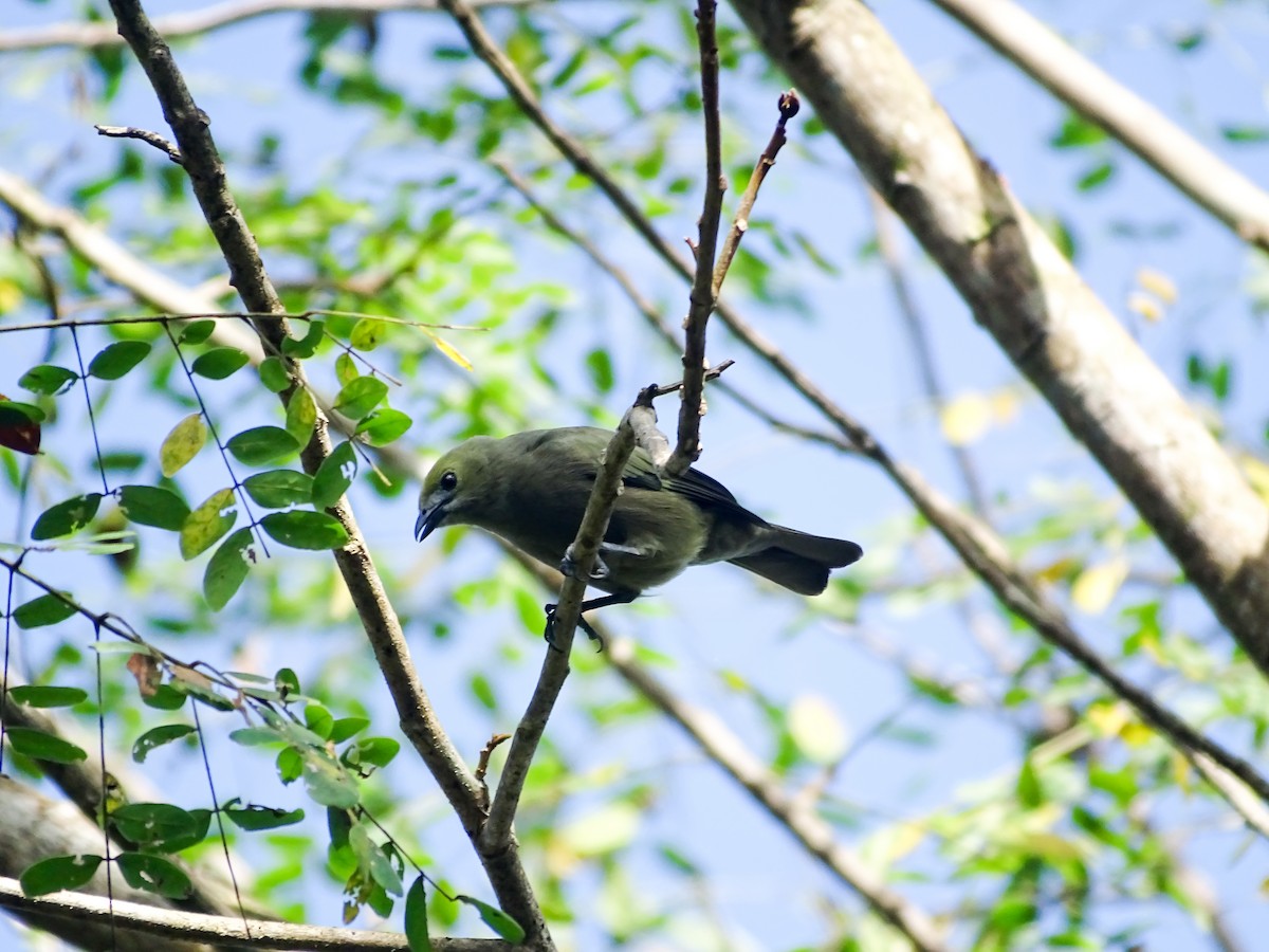 ヤシフウキンチョウ - ML645282963