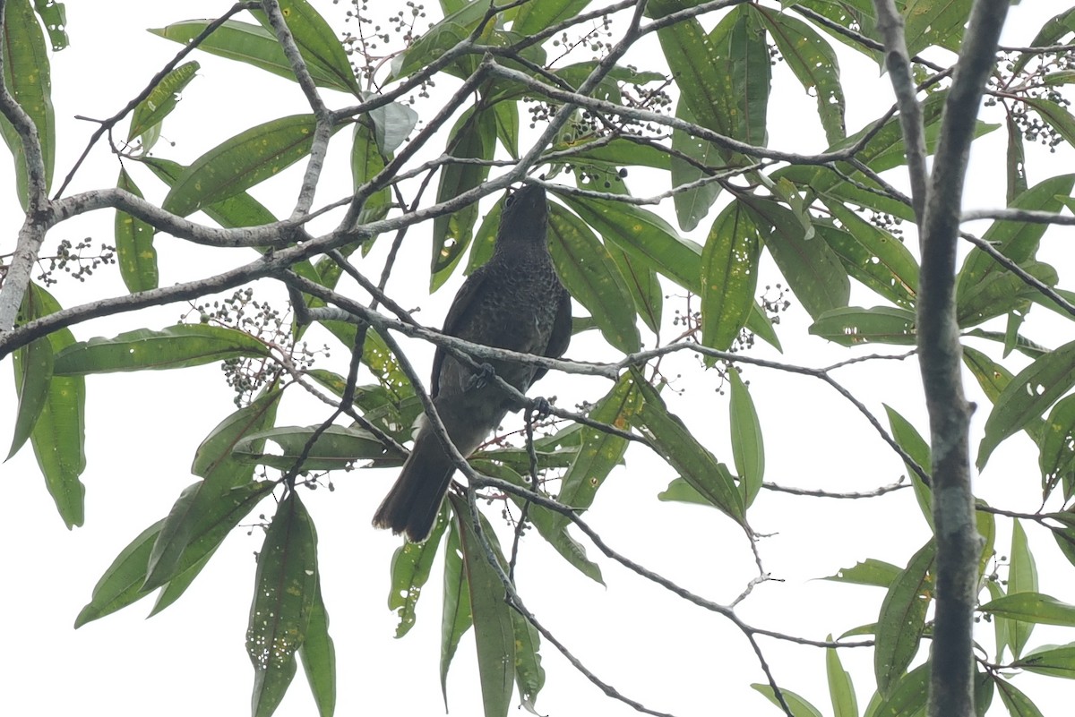 ムネムラサキカザリドリ - ML645282966