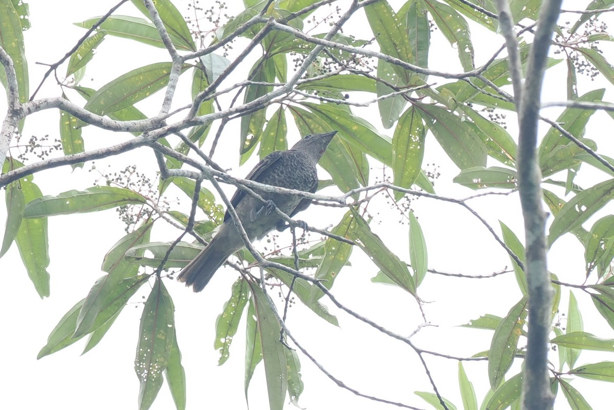 ムネムラサキカザリドリ - ML645282967