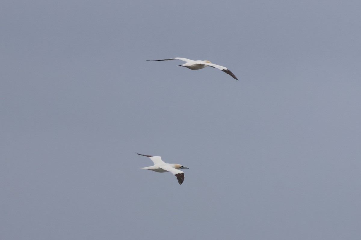 シロカツオドリ - ML645282968