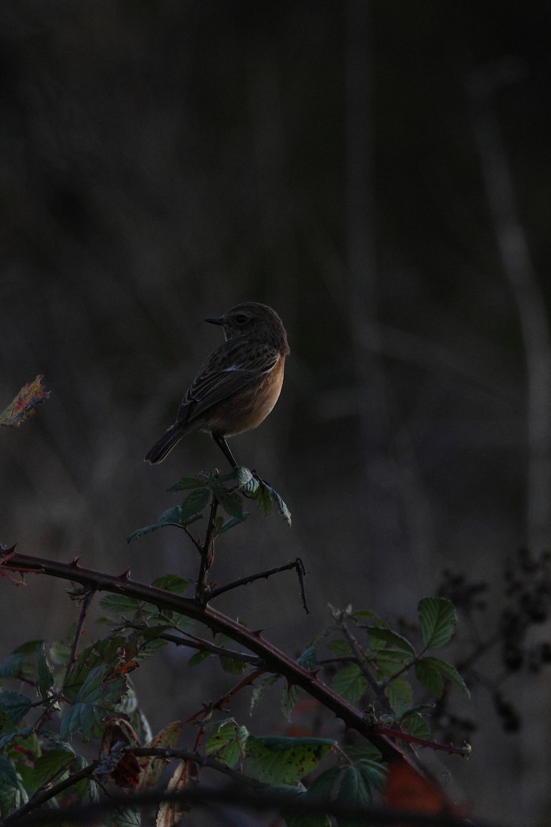 European Stonechat - ML645282969