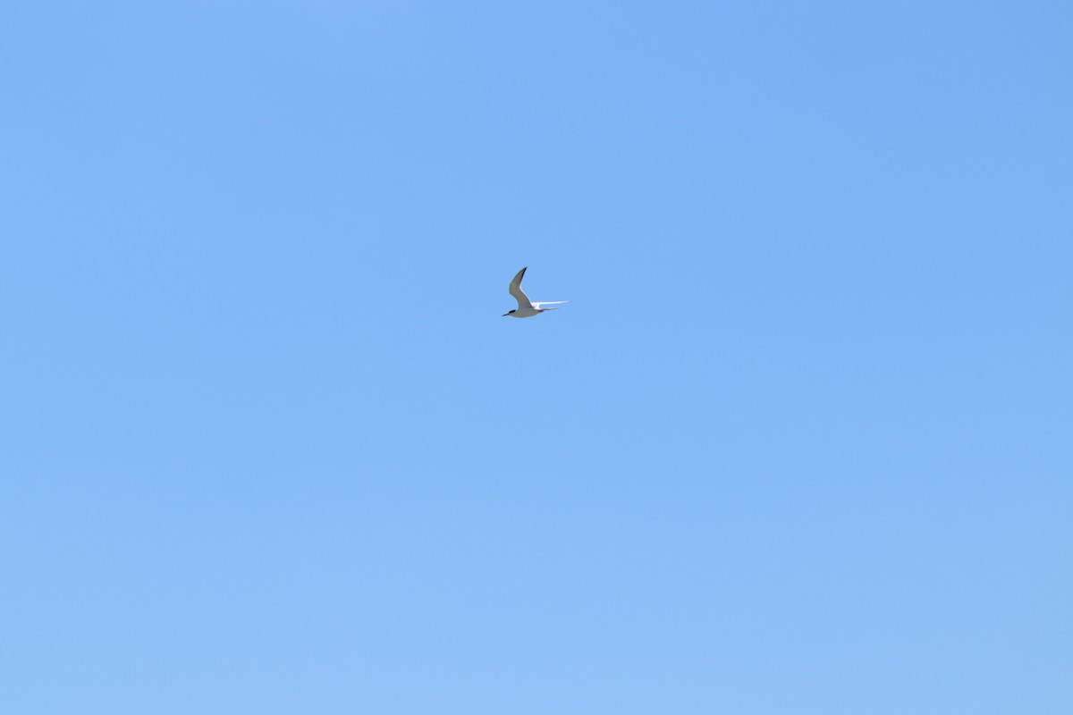 メリケンアジサシ - ML645282972