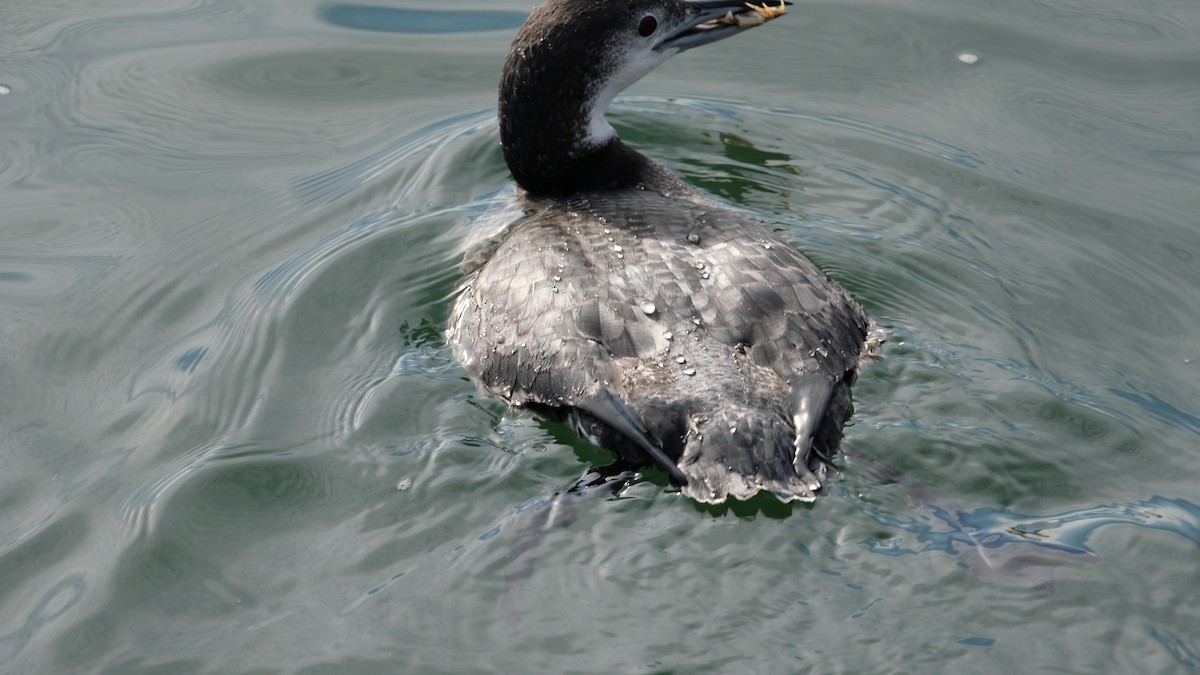 ハシグロアビ - ML645282973