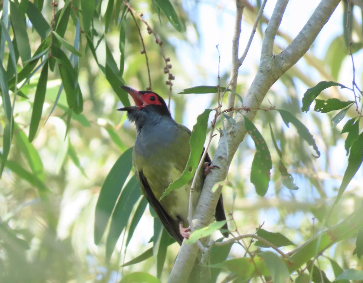 メガネコウライウグイス - ML645282974