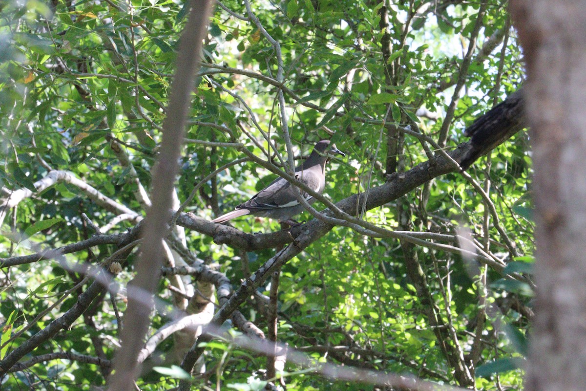 ハジロバト - ML645282976