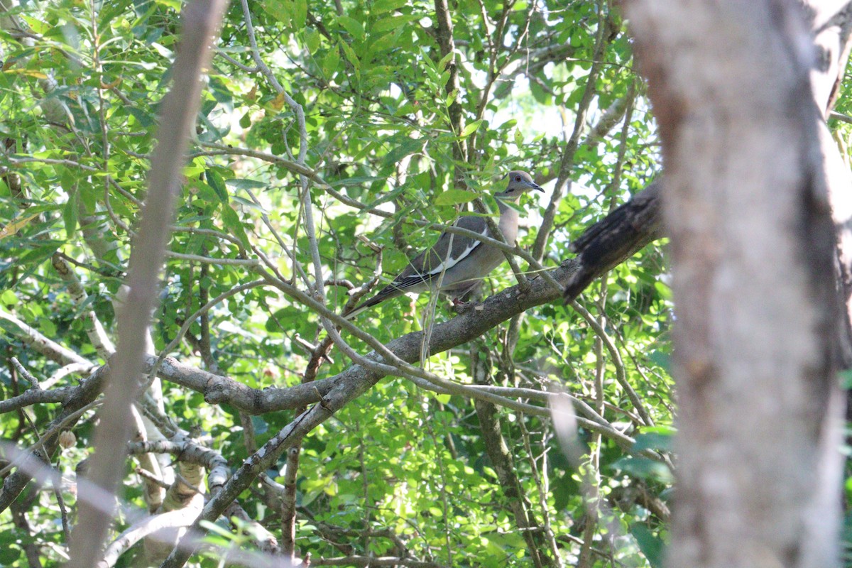 ハジロバト - ML645282977