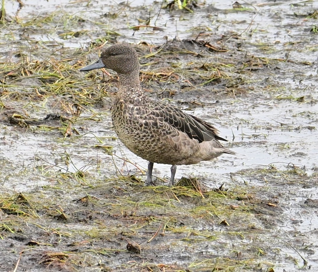 アンデスコガモ - ML645282980