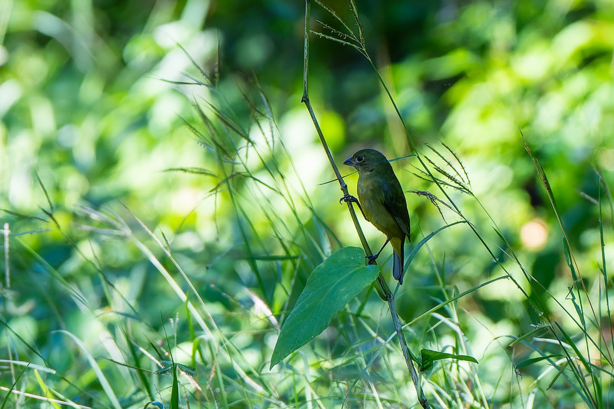 ゴシキノジコ - ML645282982