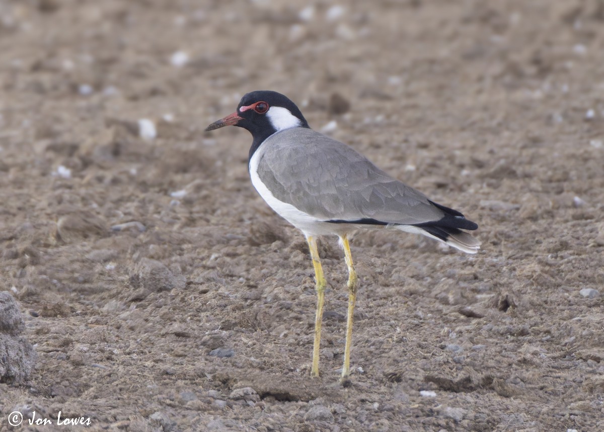 インドトサカゲリ - ML645282984