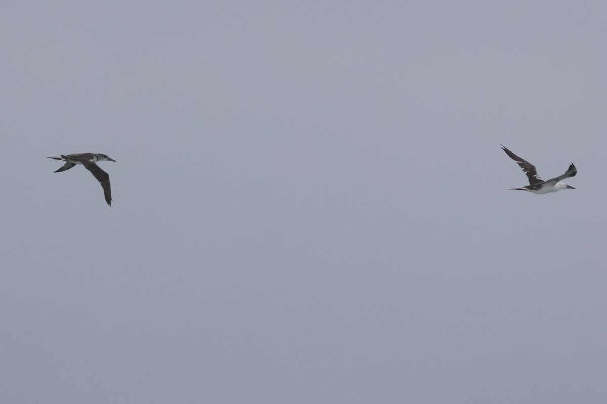 シロカツオドリ - ML645282986