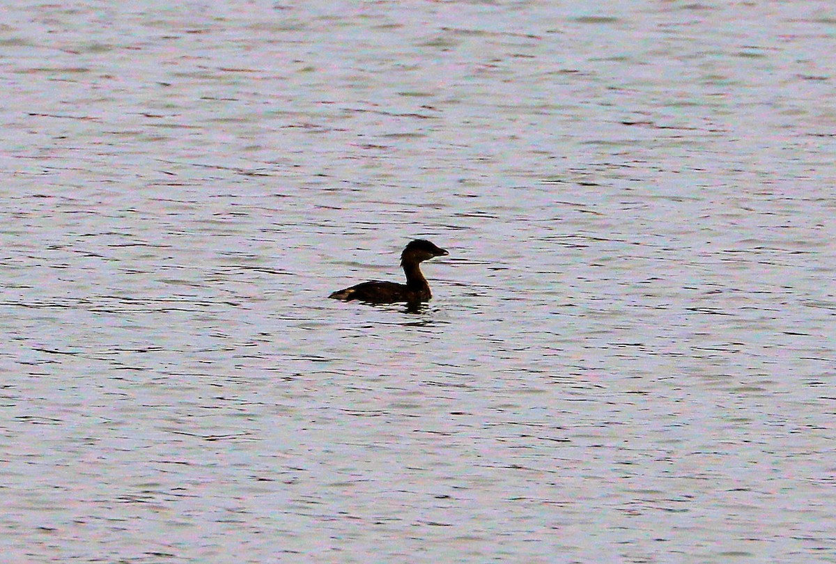 オビハシカイツブリ - ML645282988