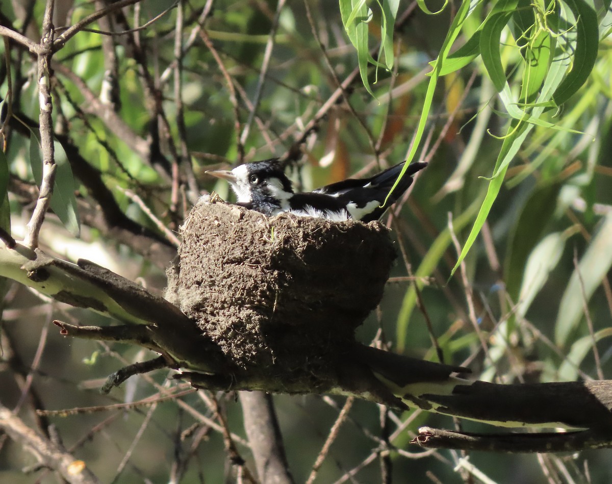 ツチスドリ - ML645282989