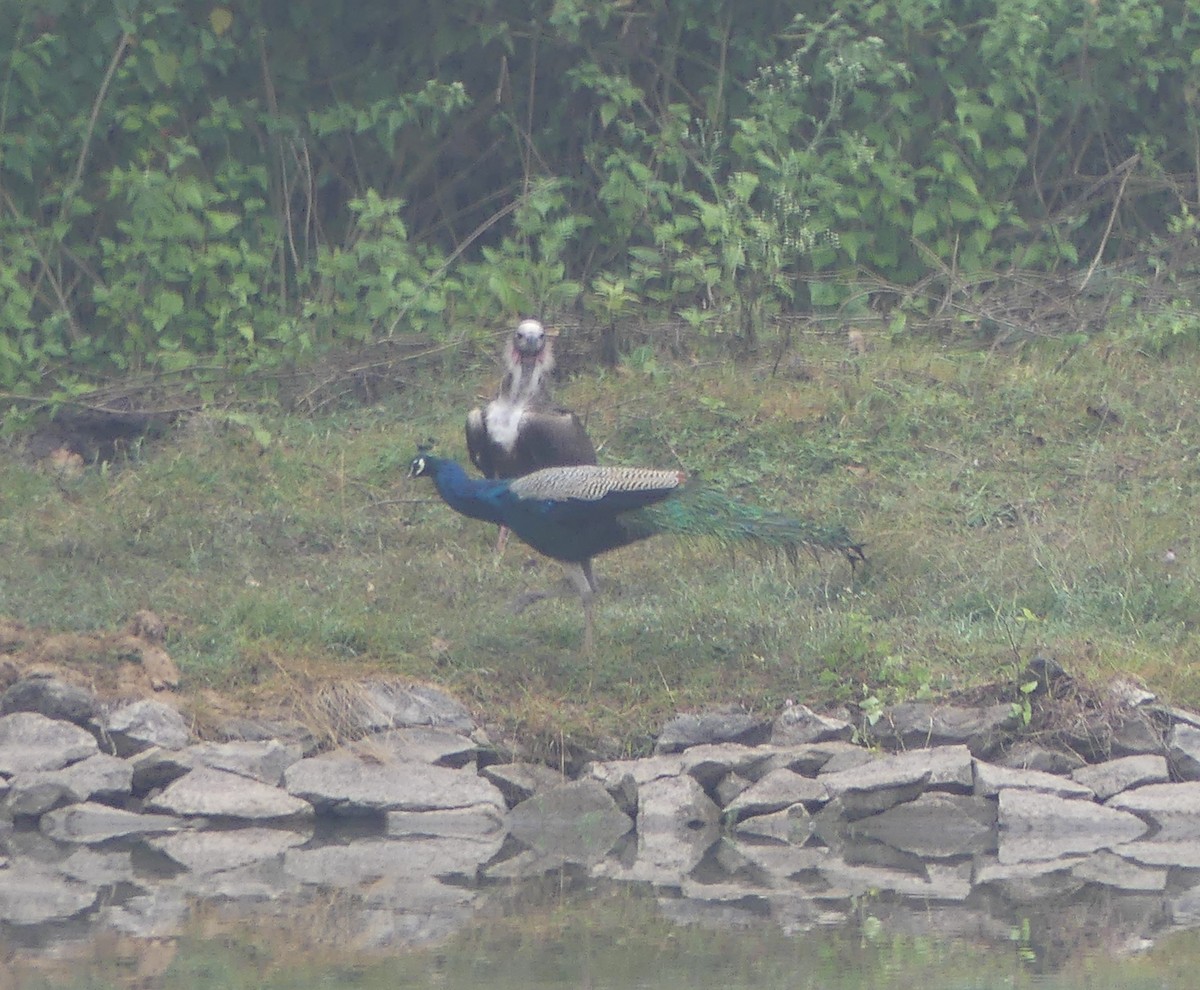 ミミハゲワシ - ML645282990