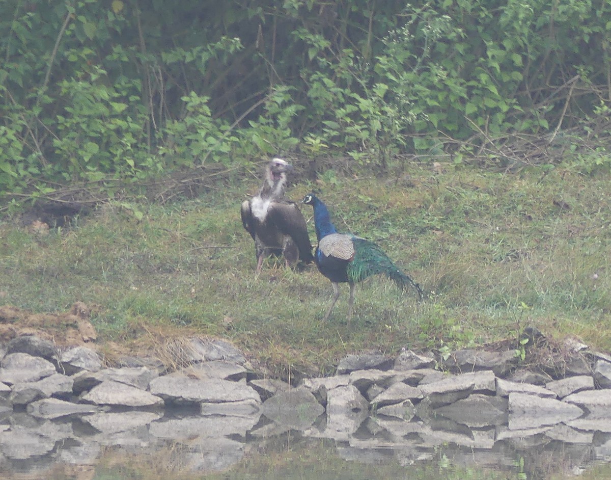 ミミハゲワシ - ML645282991