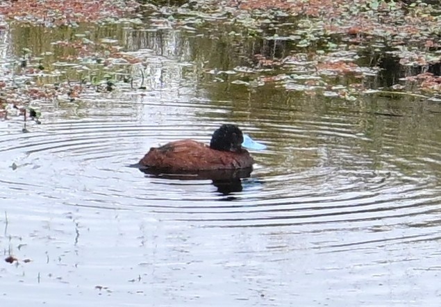 アンデスタテガモ - ML645282993