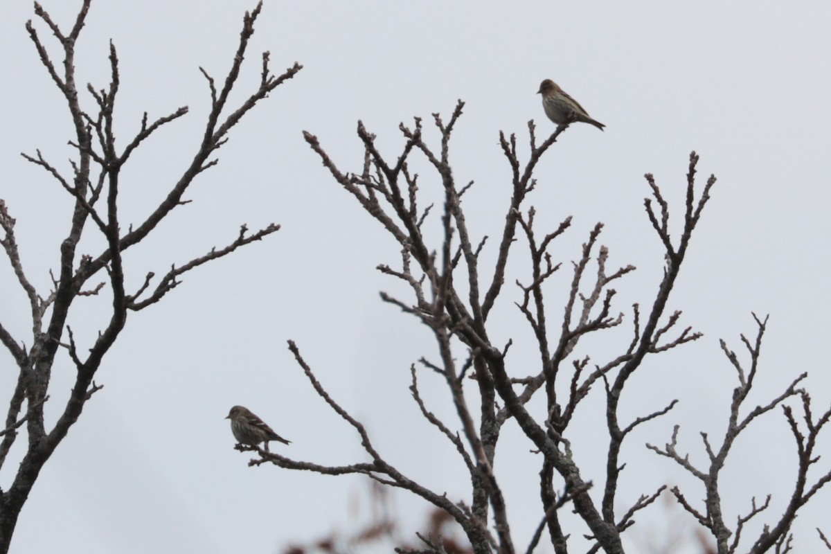 マツノキヒワ - ML645282995