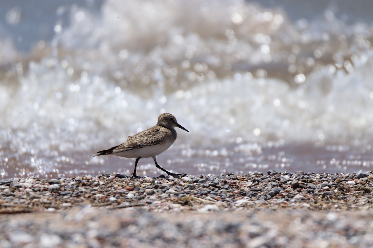 ミミヒメウ - ML645282998