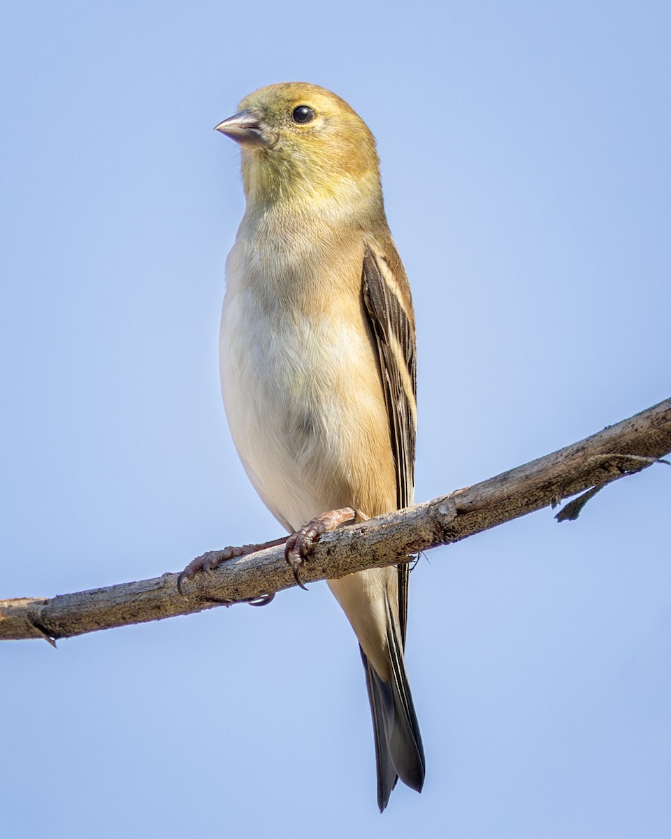 オウゴンヒワ - ML645283000