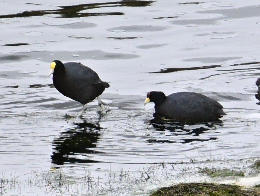 Slate-colored Coot - ML645283007