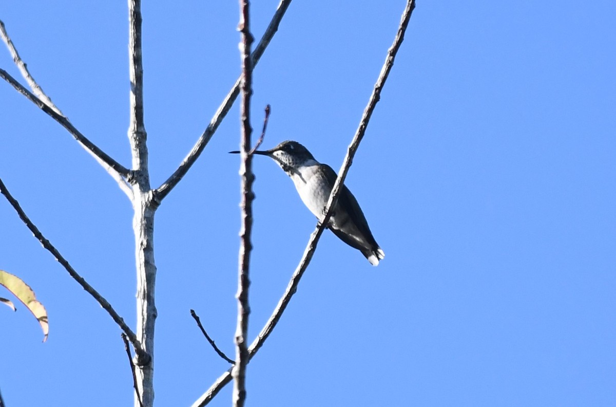 Colibrí Gorjirrubí - ML645283011