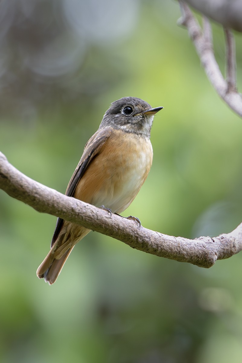 Ferruginous Flycatcher - ML645283012