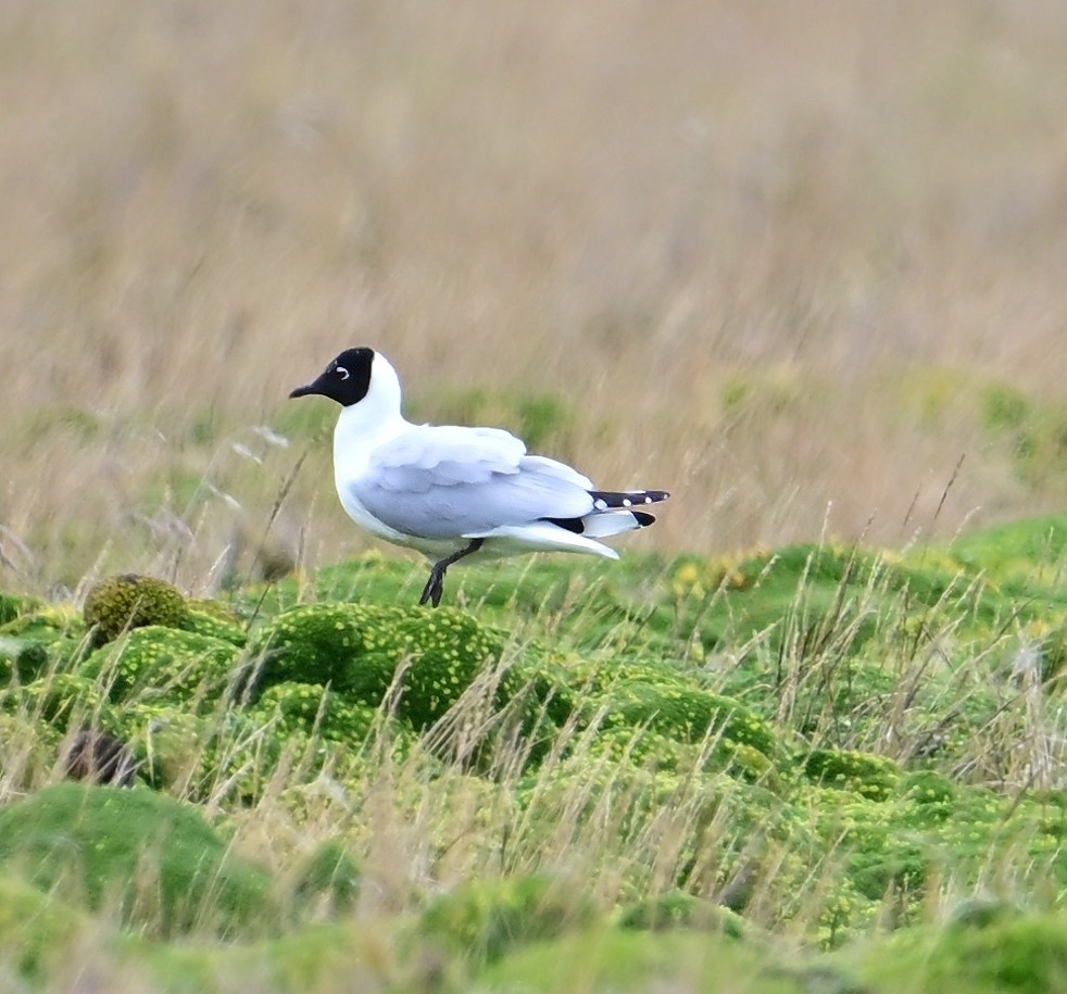 Andean Gull - ML645283037